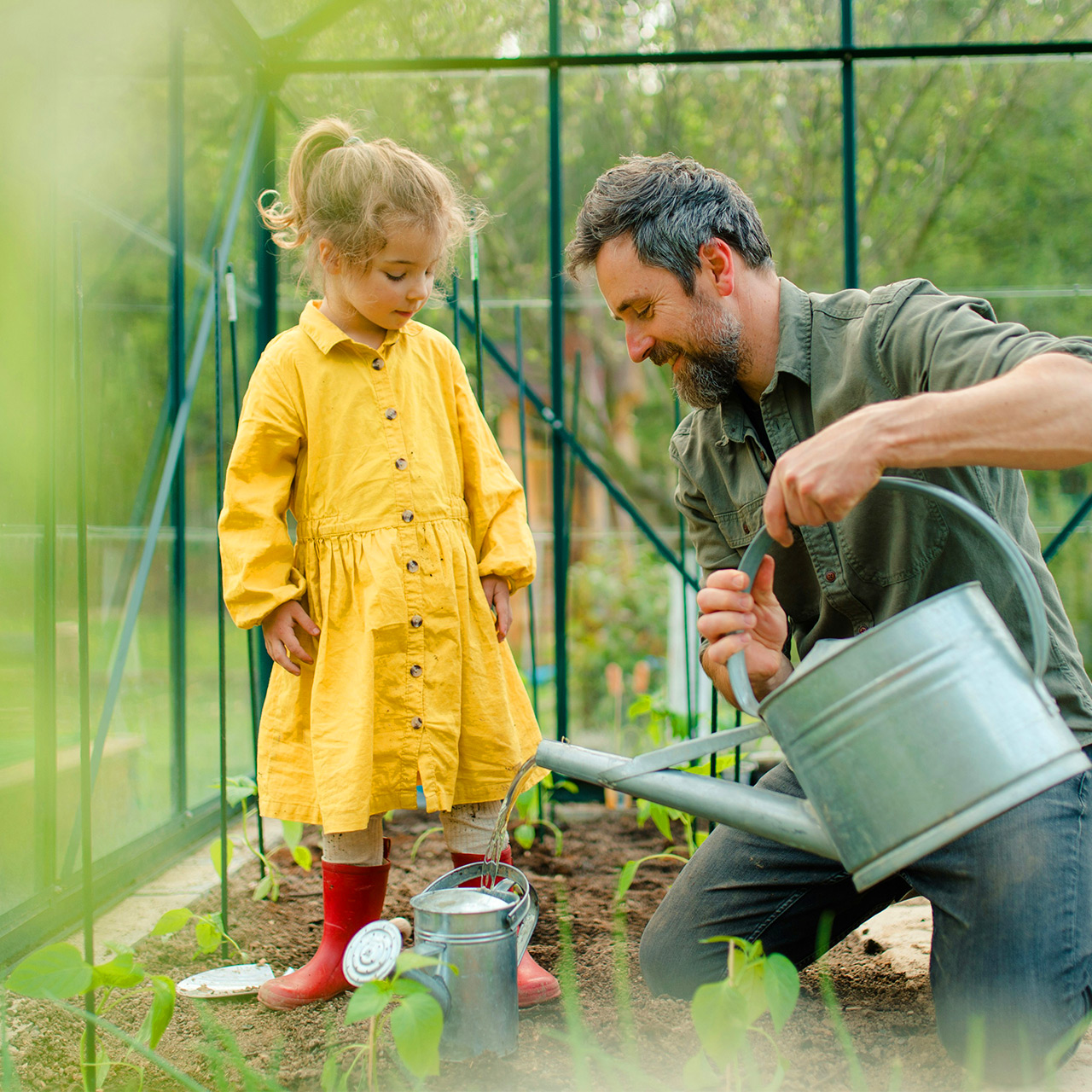 En pappa och dotter som vattnar blommorna i ett växthus